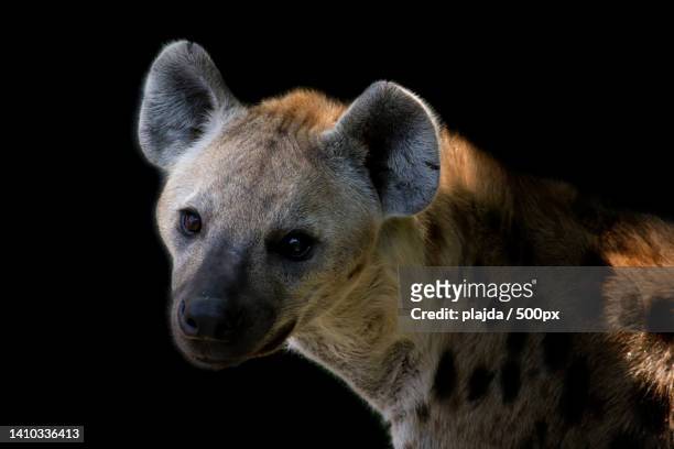 close-up of hyena against black background,czech republic - hyena stock pictures, royalty-free photos & images