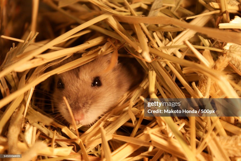 Close-up of hamster Djungarian hiding in hay
