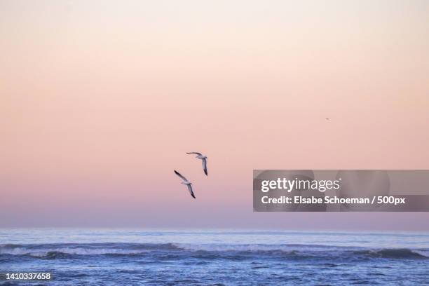 full frame view of seagulls flying over the sea - seagull ストックフォトと画像