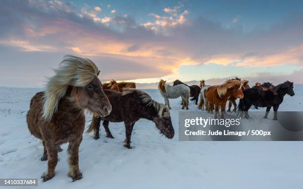 landscape view of icelandic ponies on the snow in the sunset,new york,united states,usa - icelandic horse stock pictures, royalty-free photos & images