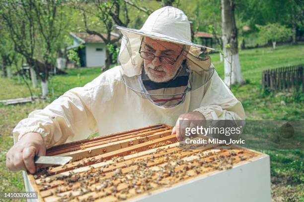 imker überprüfen die wabe eines bienenstogens - beekeeper stock-fotos und bilder