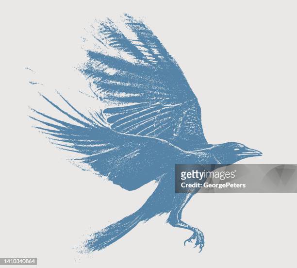 ilustraciones, imágenes clip art, dibujos animados e iconos de stock de cuervo volando - raven