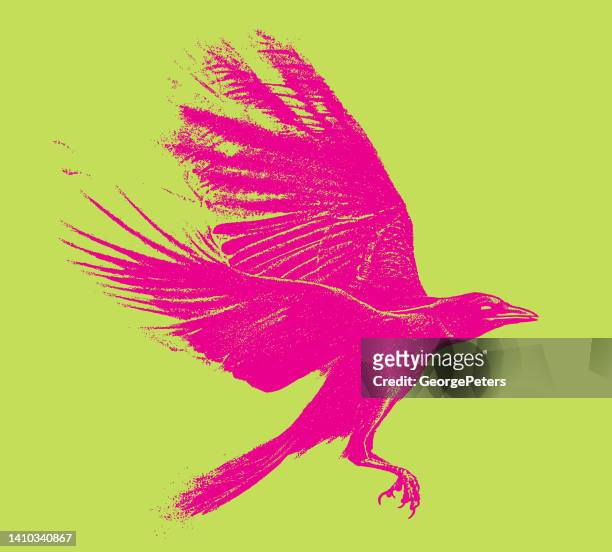 crow flying - pink feathers stock illustrations