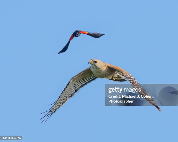 red-winged after red-shouldered - wellington florida stock-fotos und bilder