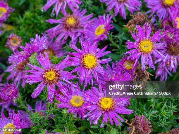 flowers of aster symphyotrichum novi-belgii alice haslam - aster novi belgii stock pictures, royalty-free photos & images