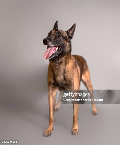 belgian malinois dog standing isolated on a gray background - belgian malinois 個照片及圖片檔