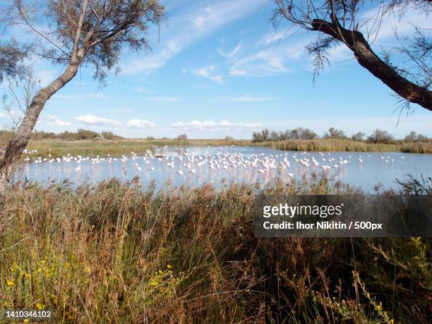 a flock of greater flamingos in the lakes water - arles stock-fotos und bilder