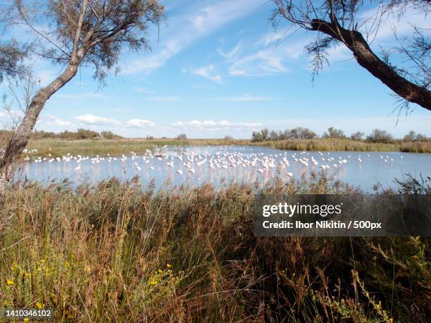 a flock of greater flamingos in the lakes water - arles stock pictures, royalty-free photos & images