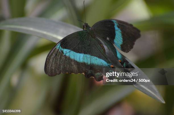 gorgeous vibrant blue on the wings of a emerald swallowtail butterfly - emerald swallowtail stockfoto's en -beelden