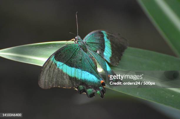 gorgoeus close up of this emerald swallowtail butterfly - emerald swallowtail stockfoto's en -beelden