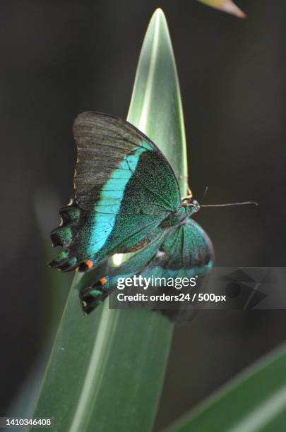 gorgeous emerald swallowtail butterfly that is sparkling - emerald swallowtail stockfoto's en -beelden