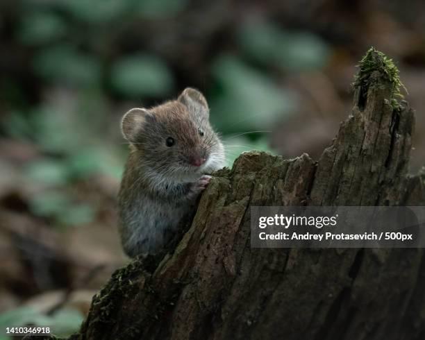 close-up of bank vole on rock - volea stock pictures, royalty-free photos & images