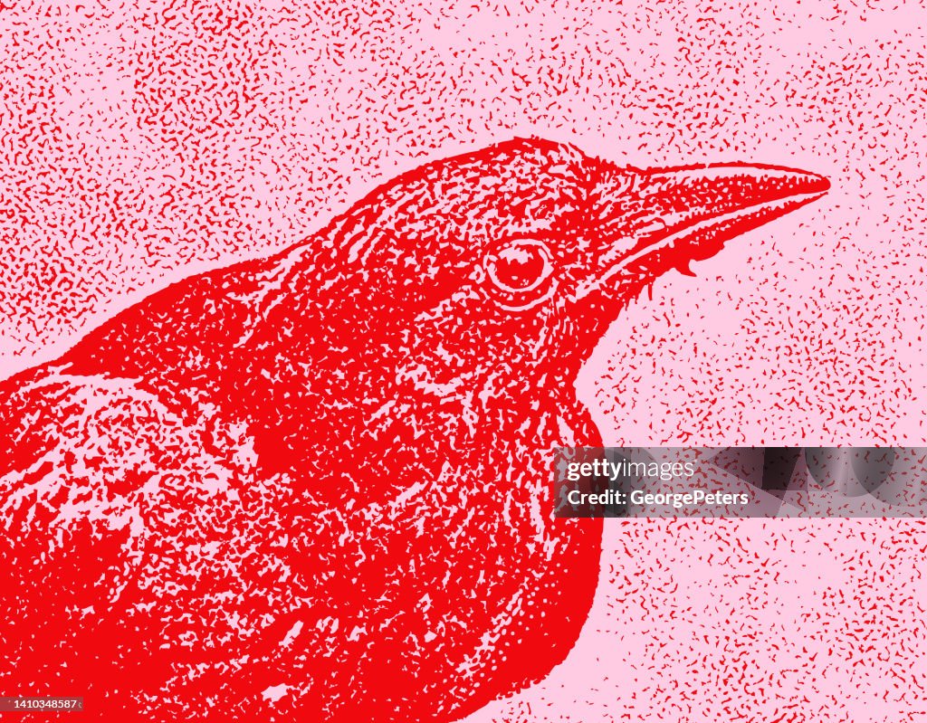 Close up of Crow head, eye and beak