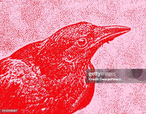close up of crow head, eye and beak - crow bird 幅插畫檔、美工圖案、卡�通及圖標