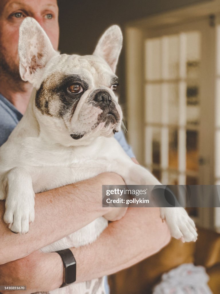 Man holding Frenchie dog  and looking out the window