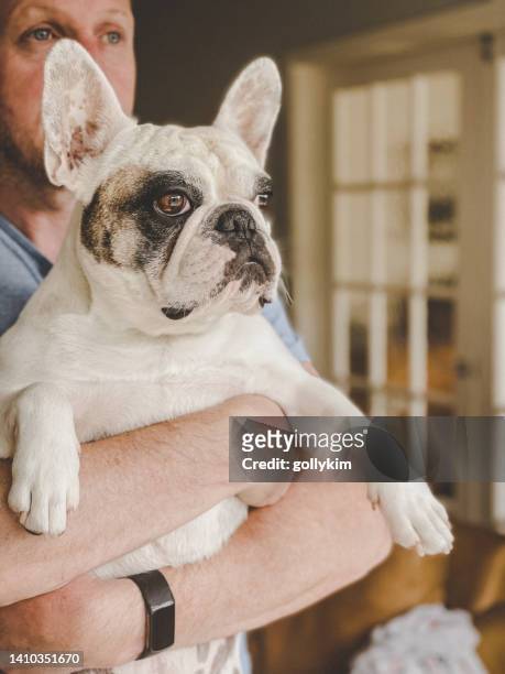 man holding frenchie dog  and looking out the window - human limb stock pictures, royalty-free photos & images