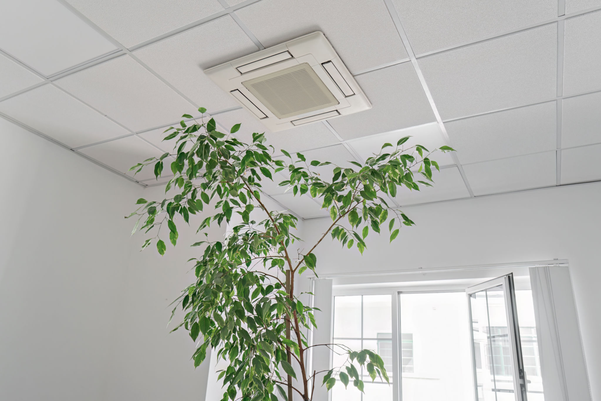 houseplants air quality