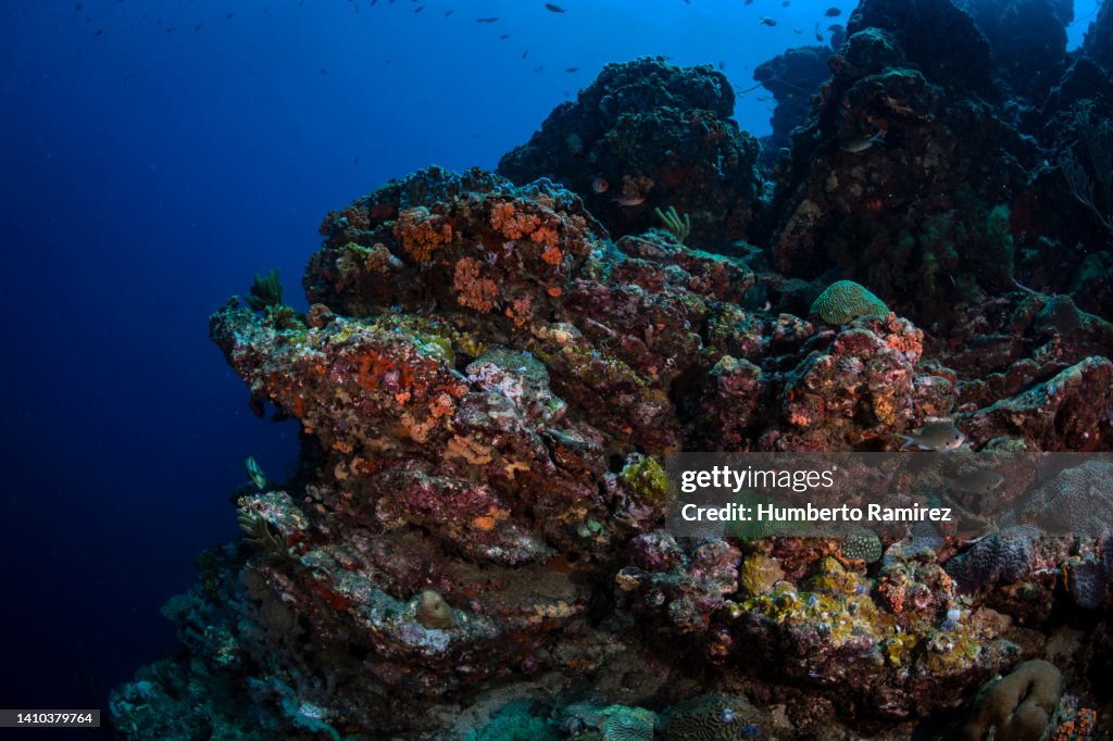 Rocky Reef.