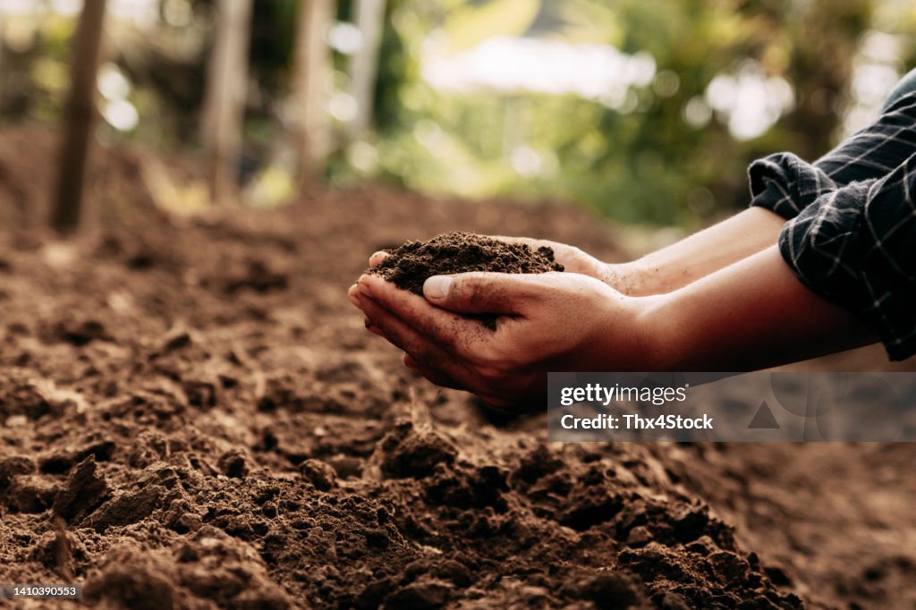 Hand of farmer inspecting soil health before planting in organic farm.