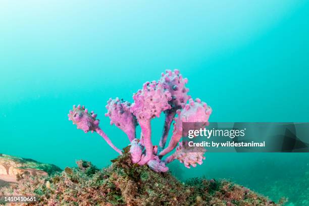 soft corals, jervis bay marine park. - polyp corals stock pictures, royalty-free photos & images