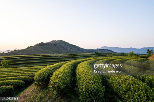 tea gardens, roads and sunrise - green tea plantation leaves stock-fotos und bilder