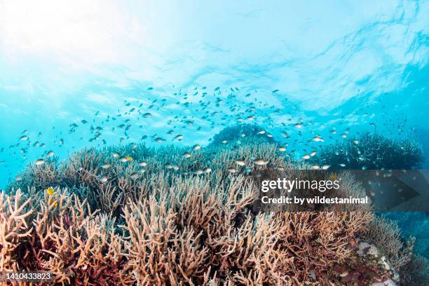 staghorn coral reef seascape, great barrier reef marine park. - acropora sp stock pictures, royalty-free photos & images