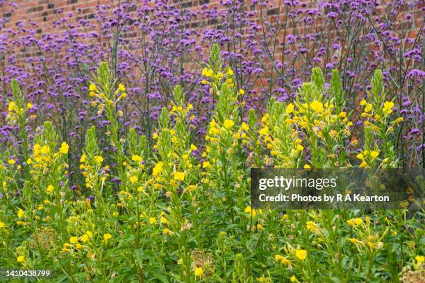 evening primrose and verbena bonariensis in a wall garden in summer - largo florida fotografías e imágenes de stock