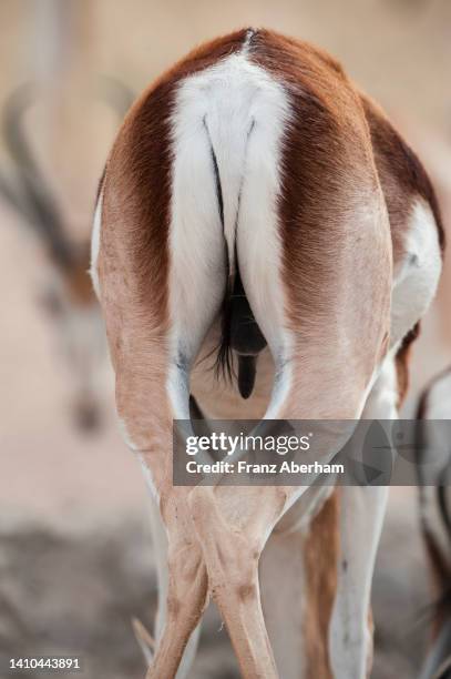 rear view of a springbok male - antilop bildbanksfoton och bilder