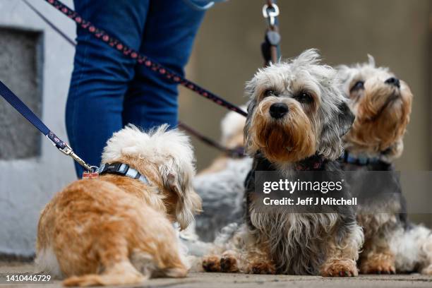 Dandie Dinmont owners attend the unveiling of a plaque at The Fleece Hotel where a meeting held in 1875 led to the formation of the Dandie Dinmont...