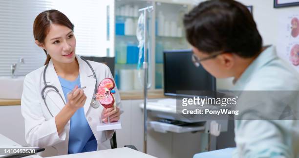 医師は腎臓モデルを説明する - urinary system ストックフォトと画像