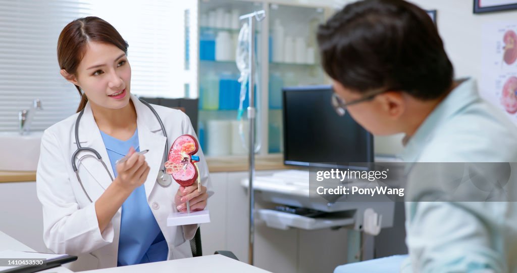 Doctor explain kidney model