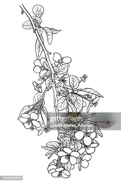 vector drawing of an apple tree branch covered in blossom - apple blossom sketch stock illustrations