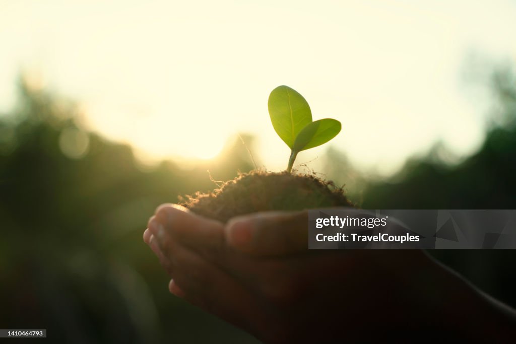 Trees are planted on coins in human hands with green natural backgrounds. Plant growth ideas and environmentally friendly investments.