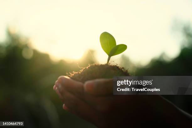 trees are planted on coins in human hands with green natural backgrounds. plant growth ideas and environmentally friendly investments. - environmental issues stockfoto's en -beelden