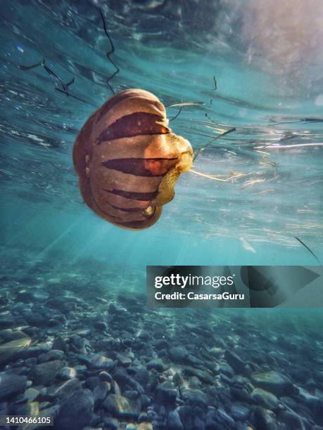 compass jellyfish underwater - sea nettle jellyfish stock pictures, royalty-free photos & images
