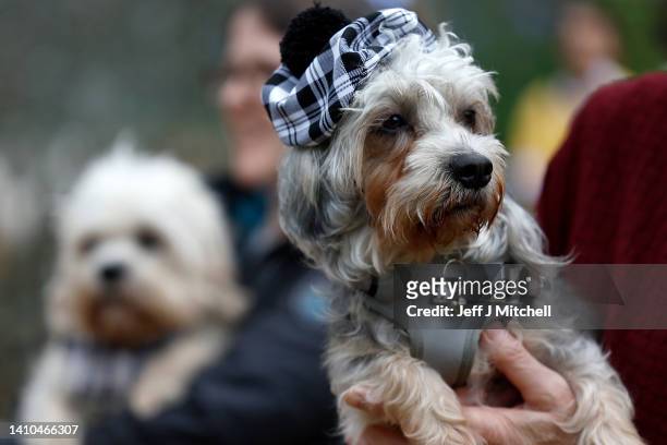 Dandie Dinmont owners gather at the Old Ginger statue at The Haining kennel yard on July 23, 2022 in Selkirk, Scotland.Dandie Dinmont Terriers are...