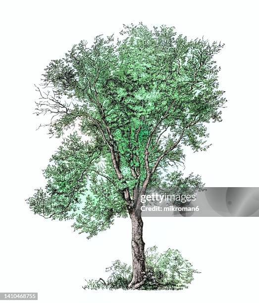 old engraved illustration of aspen, common aspen, eurasian aspen, european aspen, or quaking aspen (populus tremula) - aspen trees stock-fotos und bilder