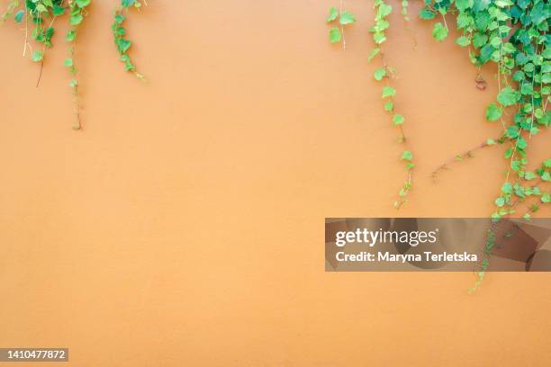 green branches with leaves on an orange background. wicker bush on the wall. - farn stock-fotos und bilder