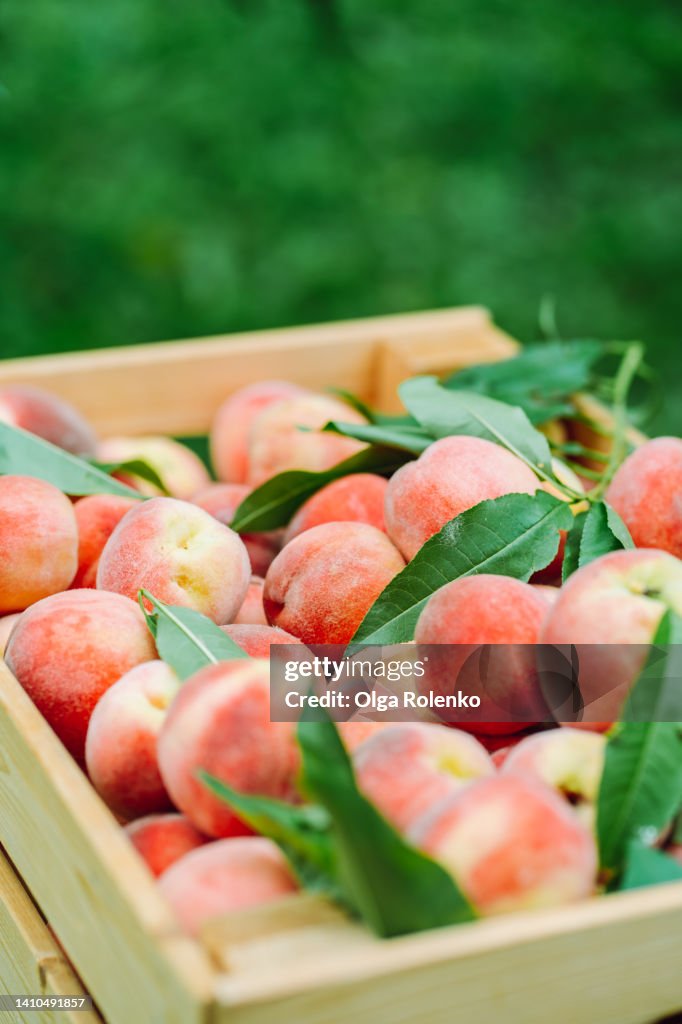 Wooden box full of red ripe peaches outdoor