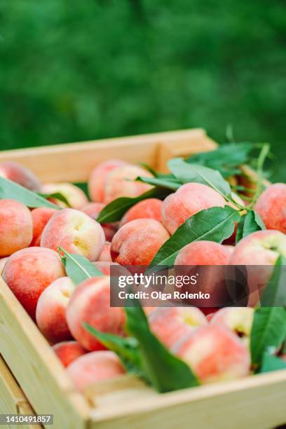 wooden box full of red ripe peaches outdoor - persika bildbanksfoton och bilder