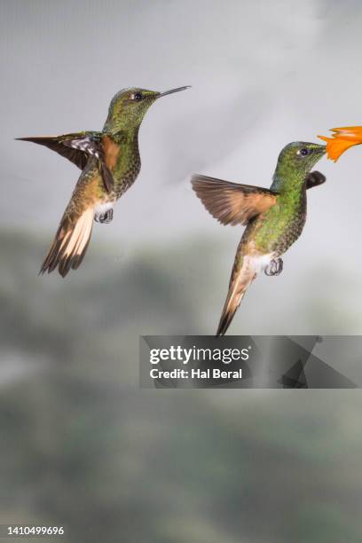 pair of rufous-tailed hummingbirds with one feeding on flower - braunschwanzamazilie stock-fotos und bilder