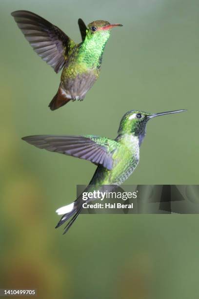 rufous-tailed hummingbird and purple-bibbed whitetip hummingbird male flying - braunschwanzamazilie stock-fotos und bilder