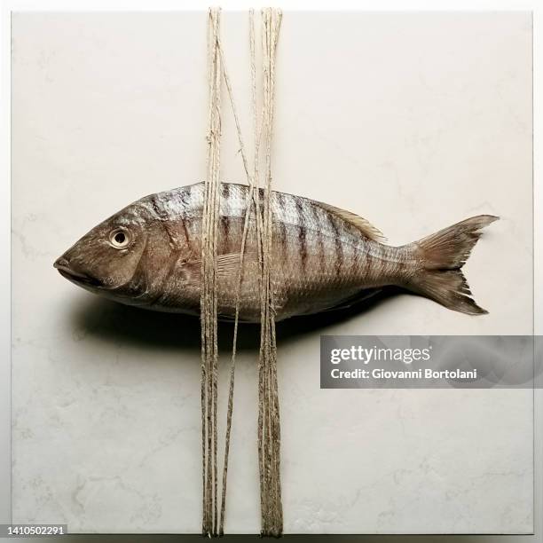Catching Fish With Rope Rope Fish Photos and Premium High Res Pictures - Getty Images
