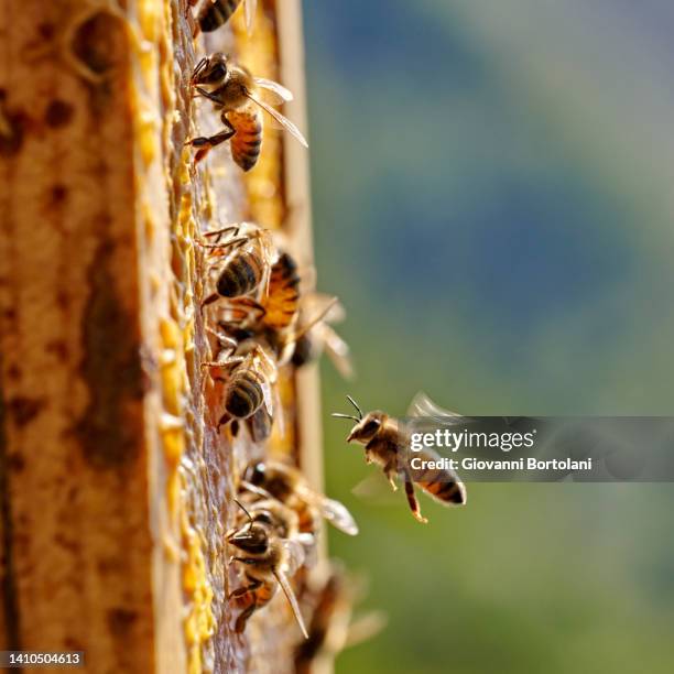 bee flies to the hive - apiary stock pictures, royalty-free photos & images
