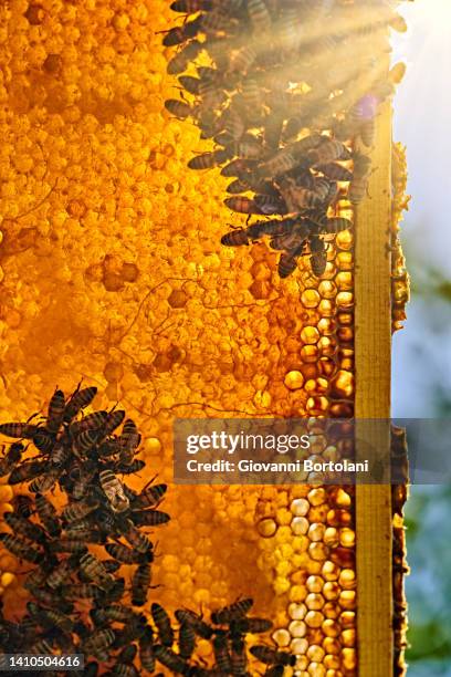 bees in the honeycomb in against sunlight - semi precious gem stock pictures, royalty-free photos & images