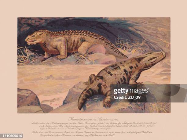 ilustrações, clipart, desenhos animados e ícones de mastodonsaurus e pareiasaurus (triássico, permiano), cromatógrafo, publicado em 1900 - animal extinto