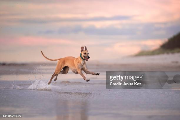 the dog is running on the wet sand by the seashore - belgian malinois 個照片及圖片檔