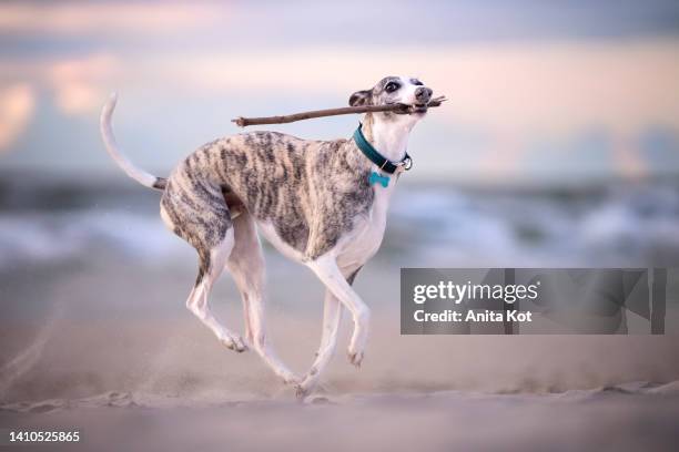 a whippet dog is playing with a stick - whippet fotografías e imágenes de stock