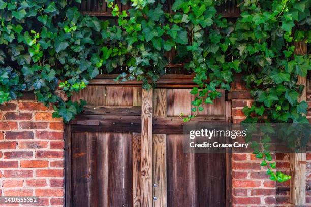 ivy grows above brick garden wall - rustic garden gates stock pictures, royalty-free photos & images