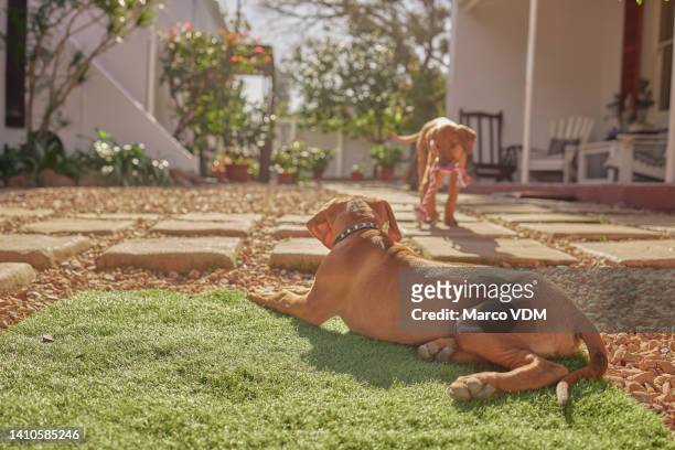 rhodesian ridgeback canines walking in a gravel yard on a sunny day. two dogs playing outside in a backyard of a spacious vintage home. brown playful puppies relaxing on a lush green lawn with toys. - lush backyard stock pictures, royalty-free photos & images
